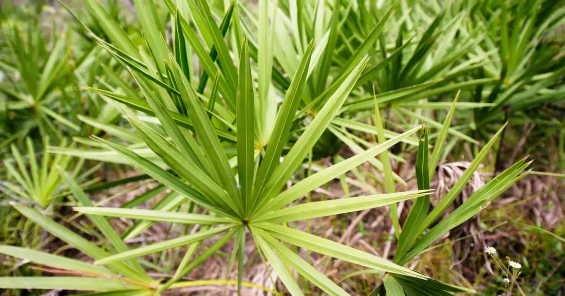 Saw Palmetto and Biotin Guide to Treat Thinning Hair